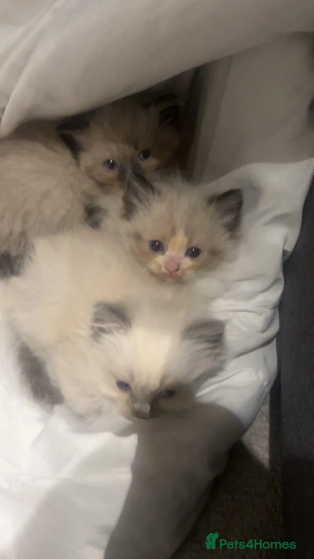 Ragdoll cats for sale: Premium Siberian × Ragdoll Kittens - Advert 3