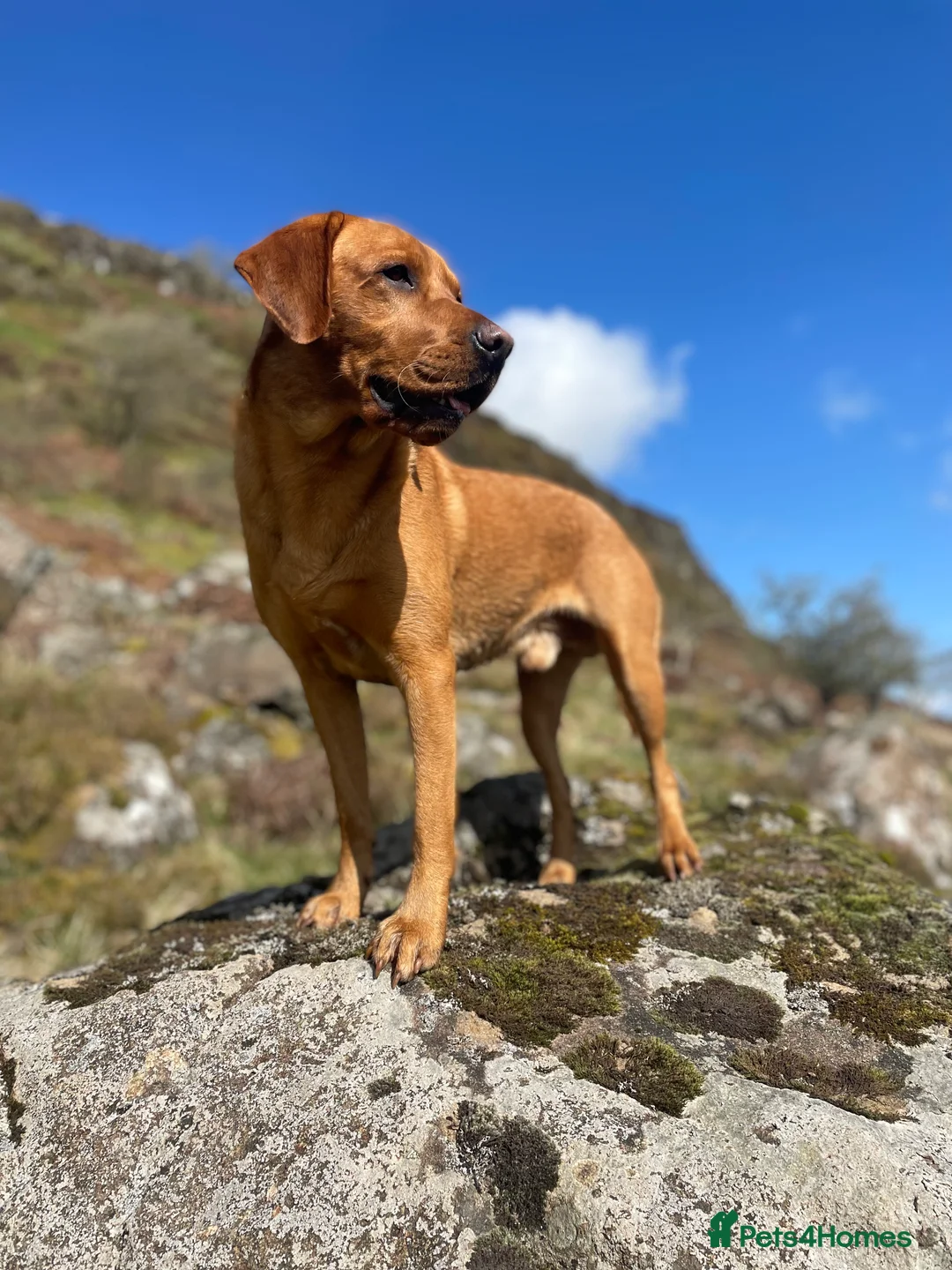 Labrador Retriever dogs for stud: Echo Fox Red Lab - Proven Stud in Glasgow - Advert 2