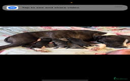 Staffordshire Bull Terrier dogs for sale: Last two males - Image 5