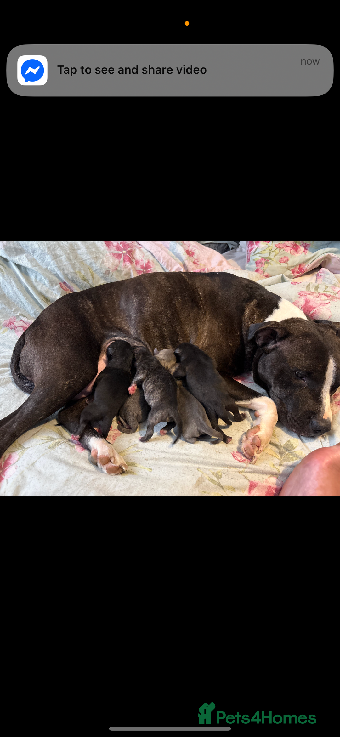 Staffordshire Bull Terrier dogs for sale: Last two males - Image 5