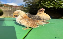 Chickens poultry for sale: Serama chicks for sale  - Image 1