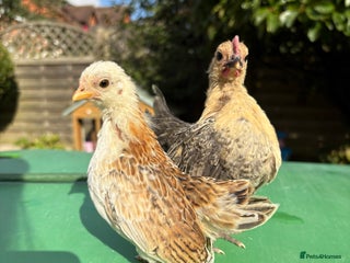 Chickens poultry - Advert 2