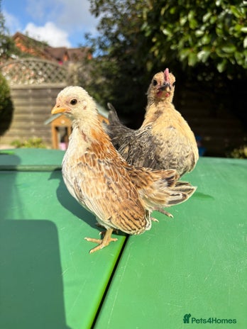 Chickens poultry - Advert 2