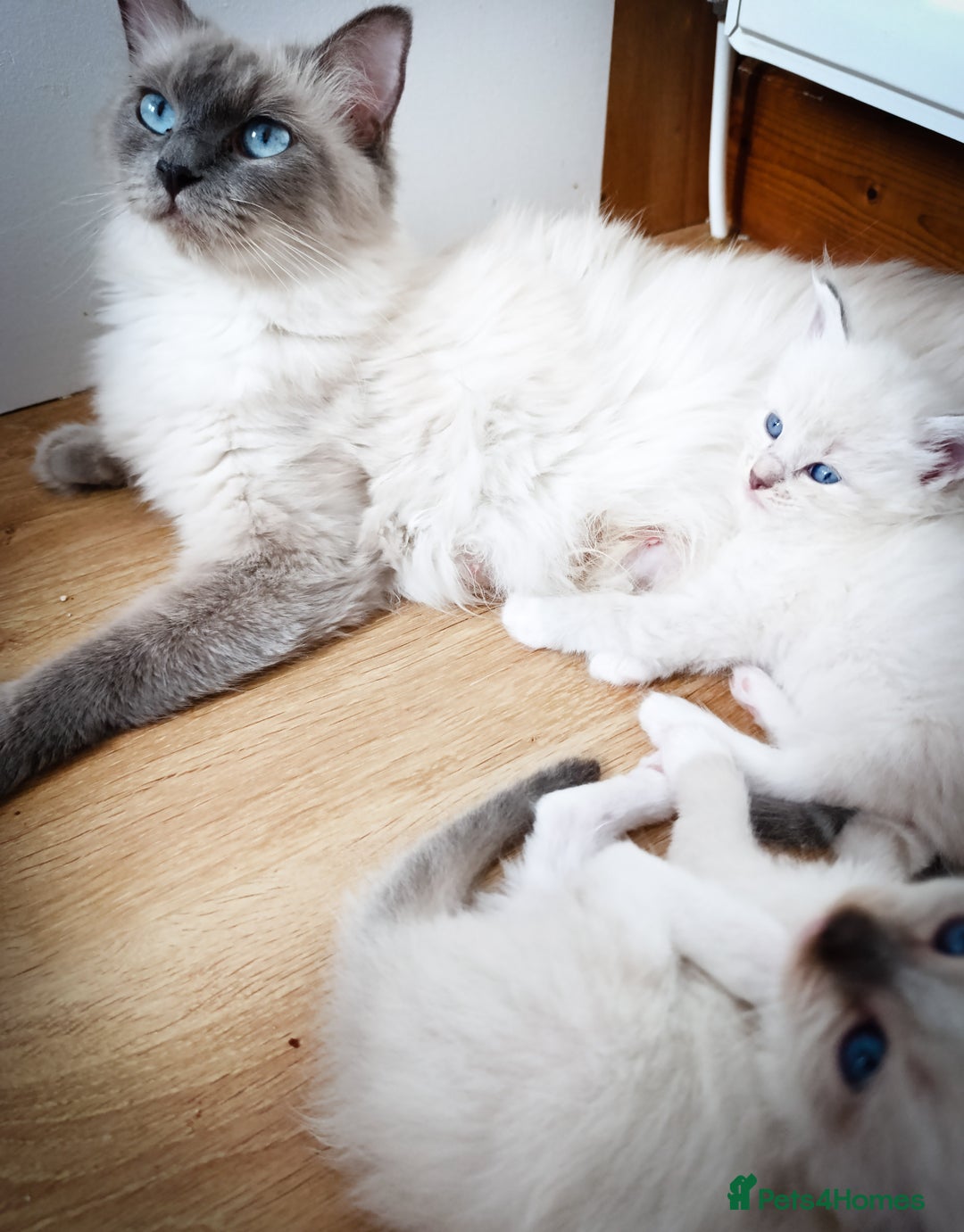 Ragdoll cats for sale: Stunning Ragdolls kittens  - Image 15