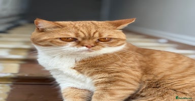 British Shorthair cats - Advert 5