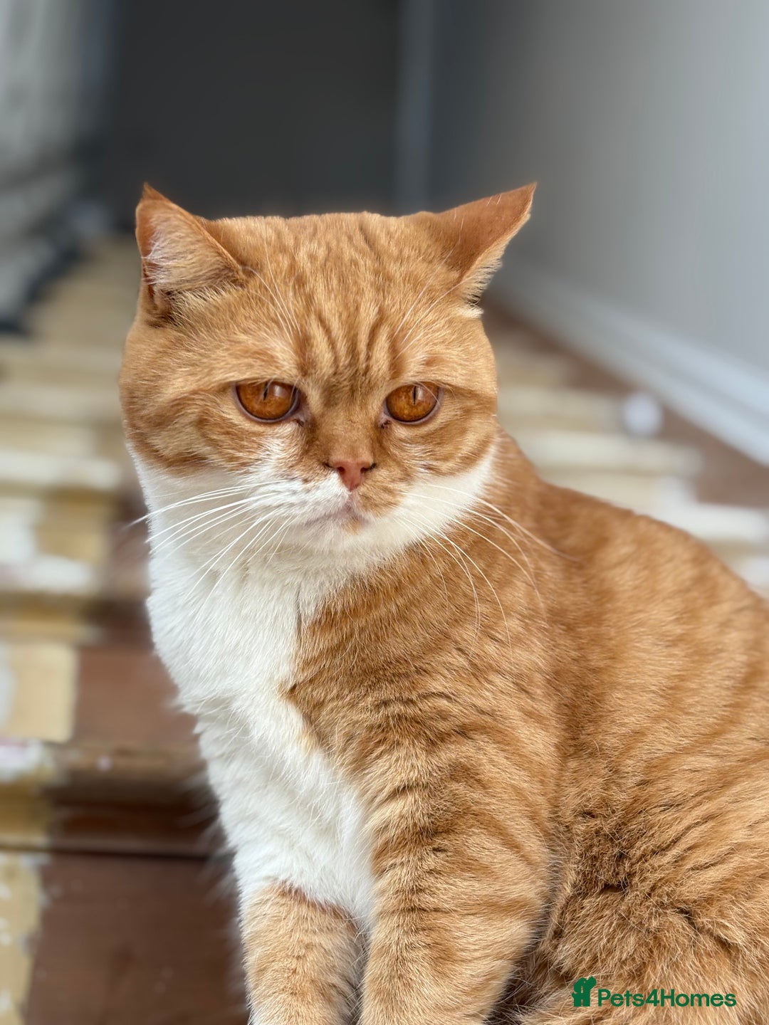 British Shorthair cats for sale: Rasmus - Image 3