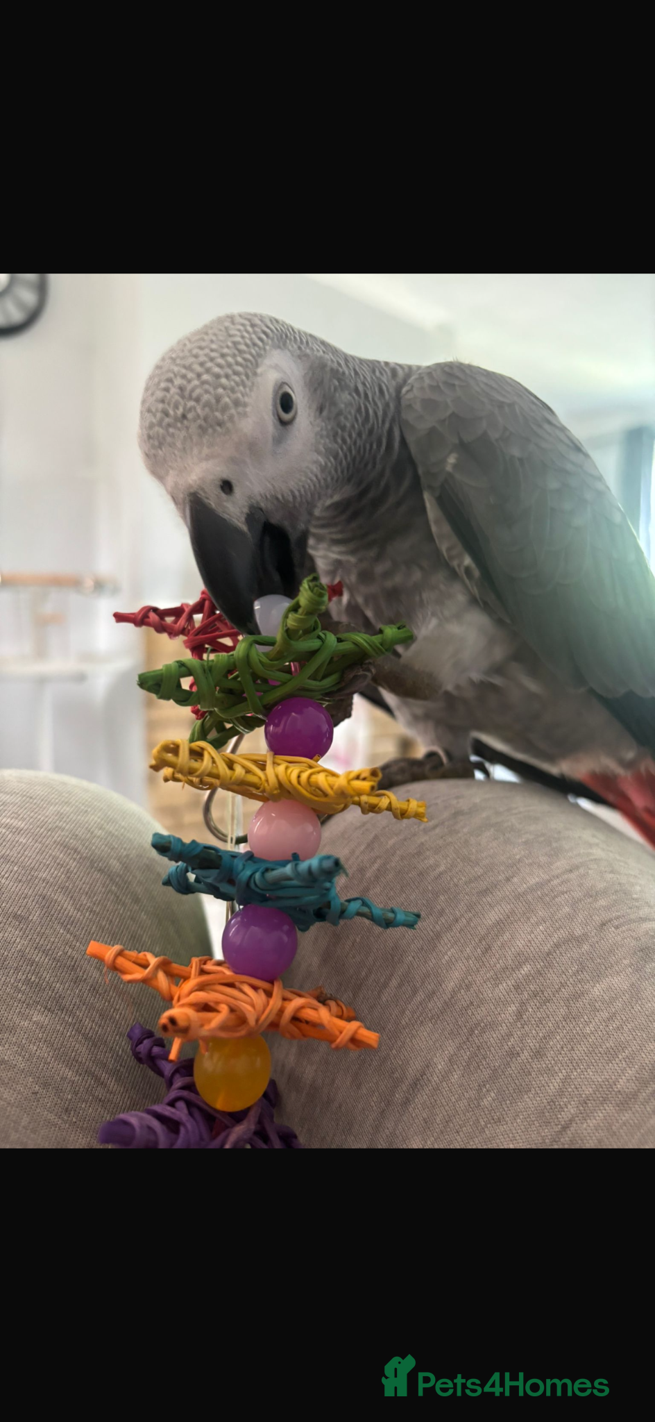 Parrots birds for sale: Hand reared 10 month old female African grey - Advert 5
