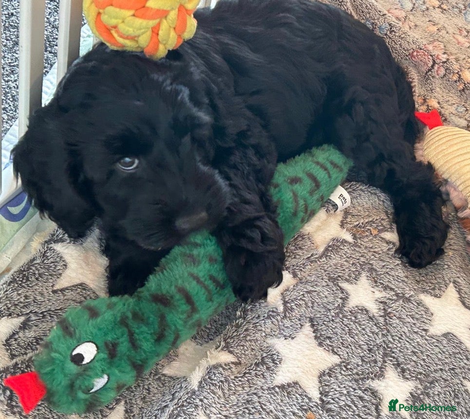 Cockapoo dogs Cockapoos - 1 available from today - Advert 12