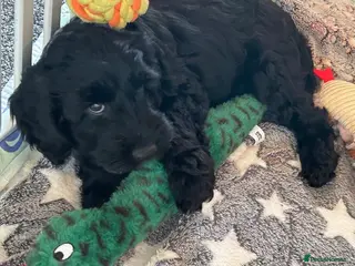 Cockapoo dogs Cockapoos - 1 available from today - Advert 12