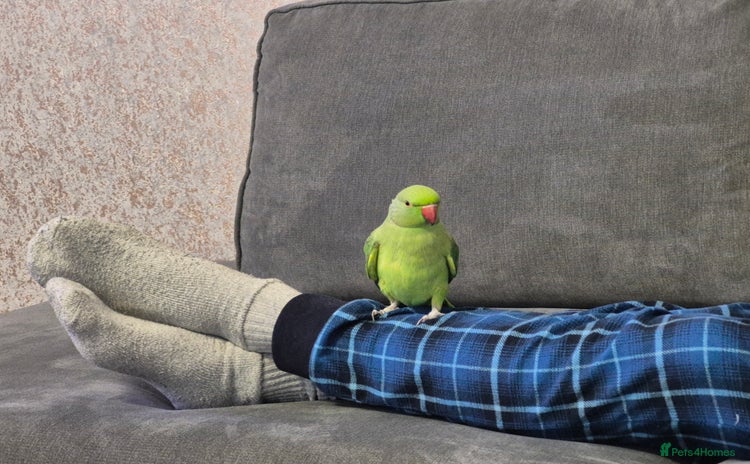 Ringnecks birds - Advert 1
