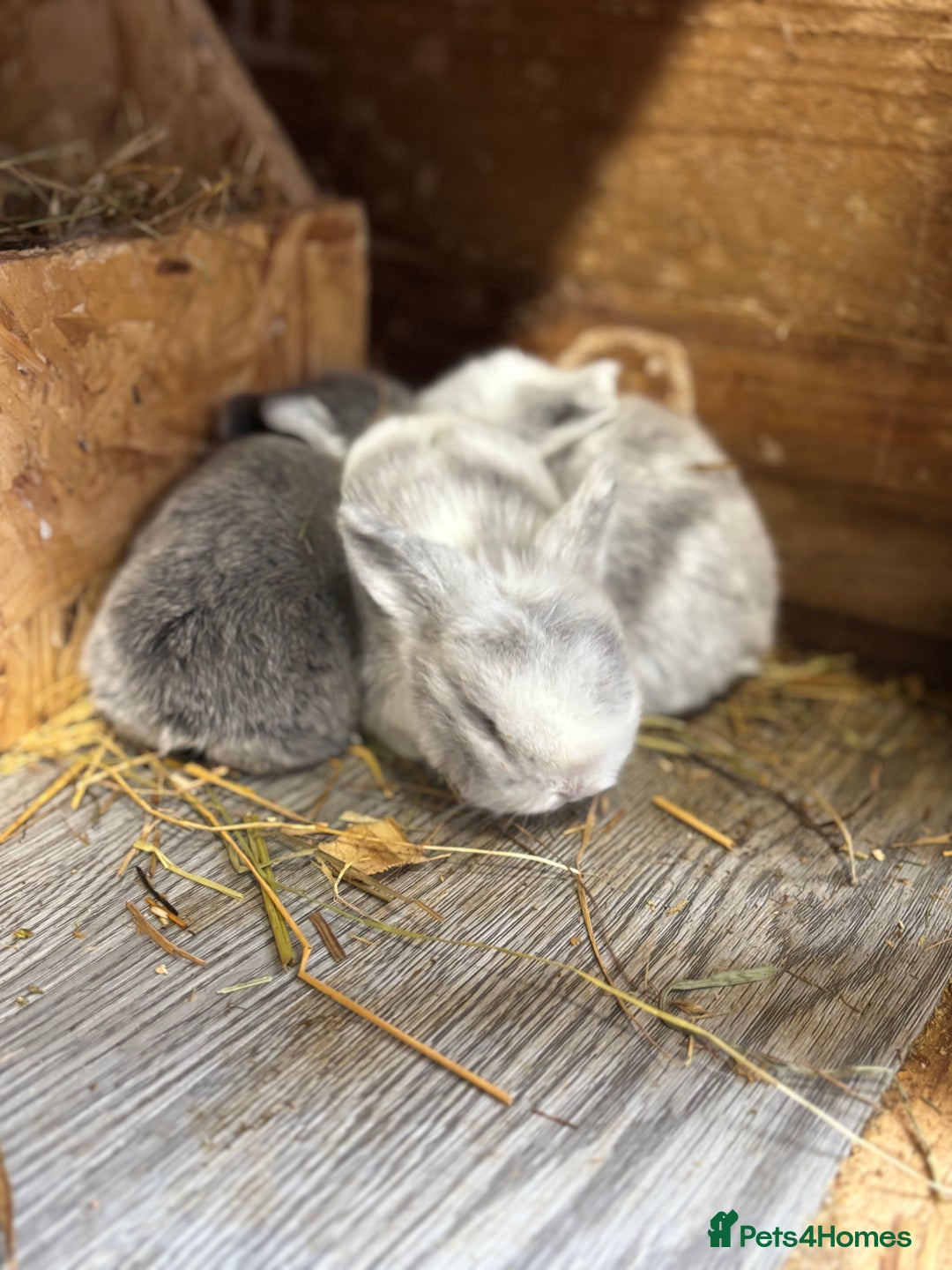Mini Lop rabbits for sale: White & Grey Mini Lops - Advert 19