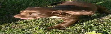 Cocker Spaniel 2
