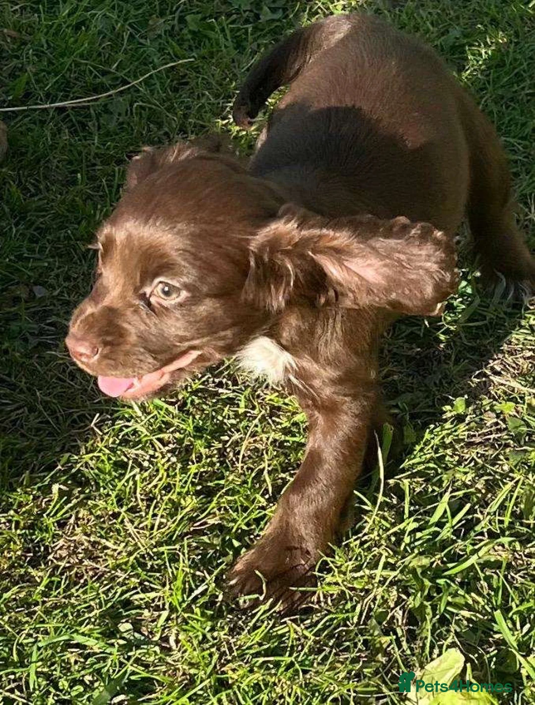 Cocker Spaniel dogs for sale: Cocker spaniel puppies in Crook - Advert 12