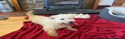 West Highland Terrier dogs for sale: Beautiful Westie Puppies  - Advert 13
