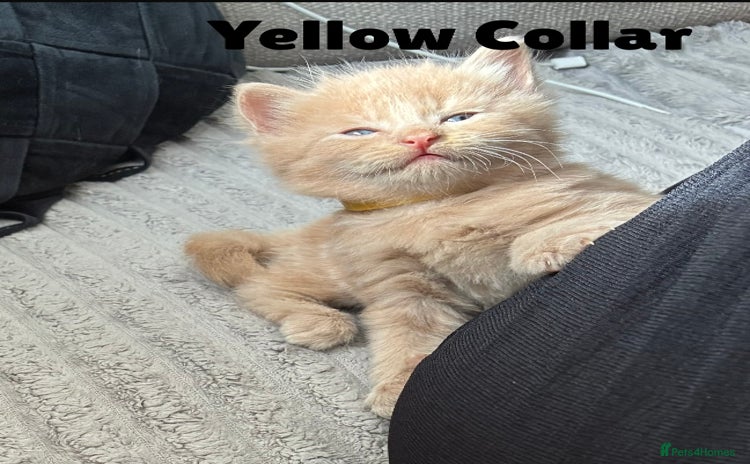 Norwegian Forest Cat cats - Advert 1