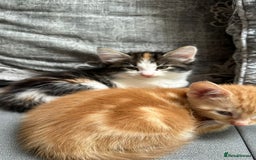 American Shorthair cats for sale: Playful Kittens Looking for Forever Homes - Image 9