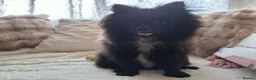 Pomeranian dogs for sale: Pomeranian girl  - Advert 3