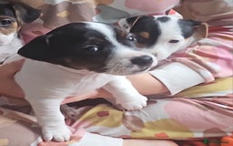 Jack Russell dogs for sale: Jack Russell Puppies  - Image 6