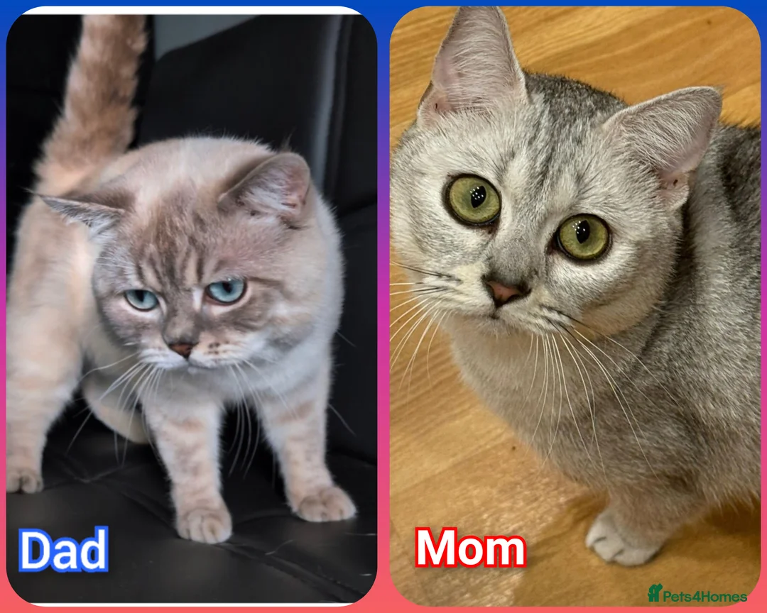 British Shorthair cats for sale: BSH 🩷🩵 READY to RESERVE  - Advert 9