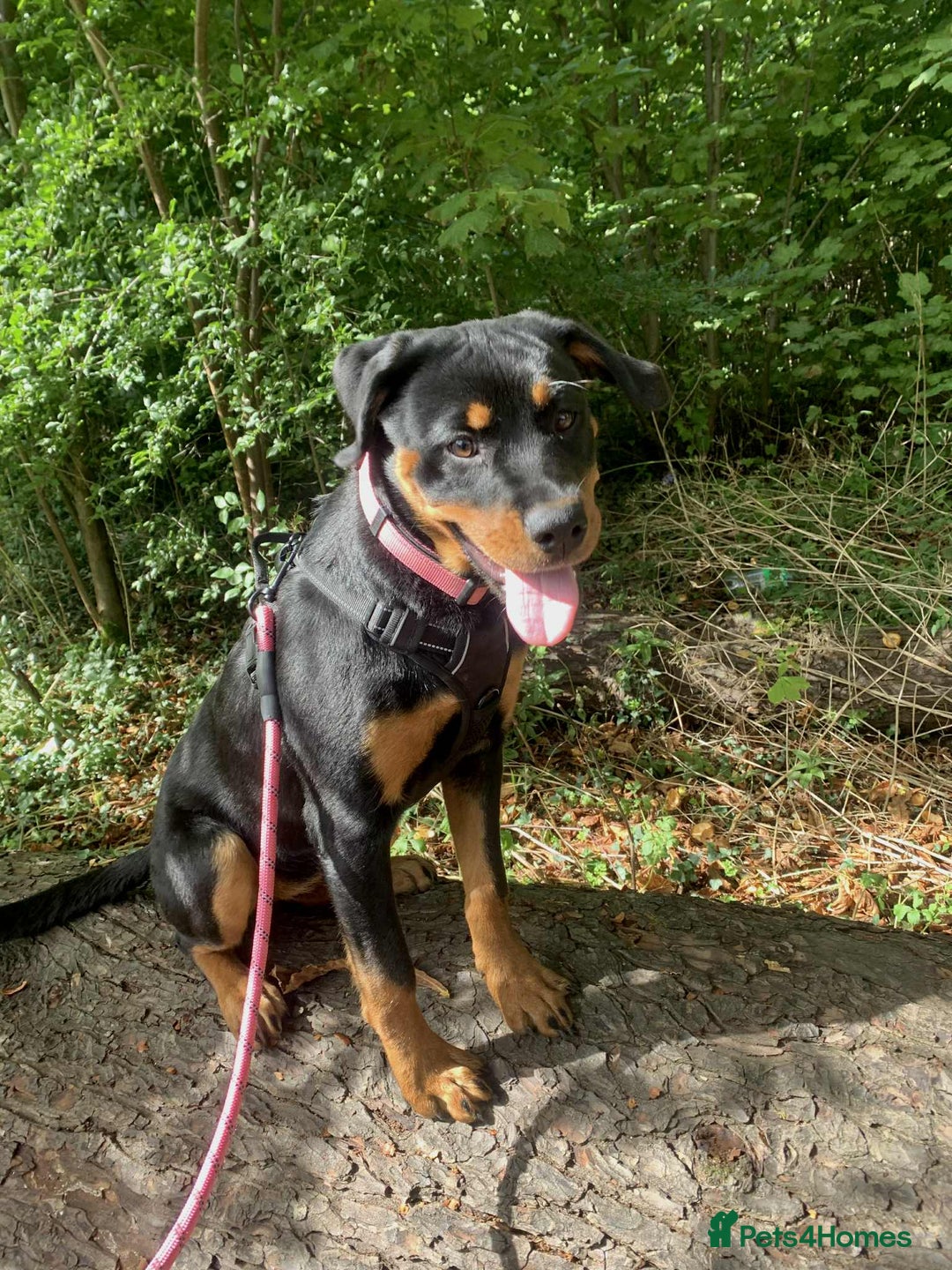 Rottweiler dogs for sale: Rottweiler female 6months - Image 5