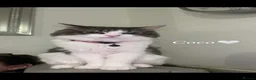 British Longhair cats for sale: British longhaired cat  in Shrewsbury - Advert 3