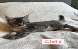 Maine Coon cats for sale: Maine Coon Kittens for Sale TICA  3 Boys & 2 Girls - Image 6
