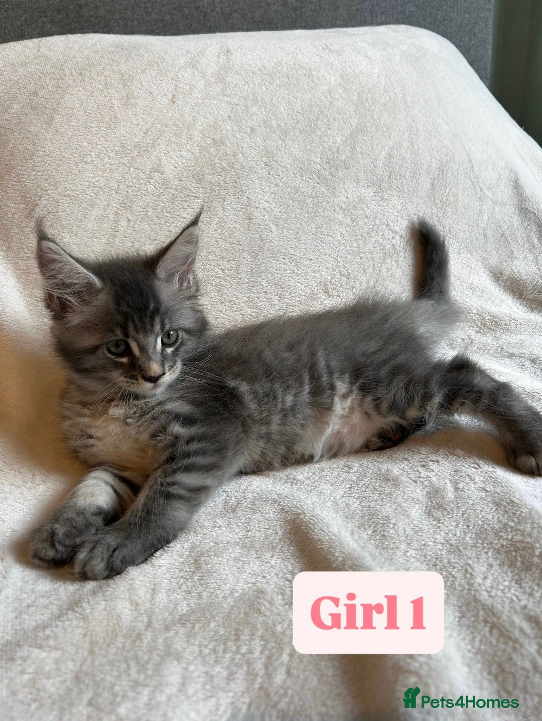 Maine Coon cats for sale: Maine Coon Kittens for Sale TICA  3 Boys & 2 Girls - Image 6