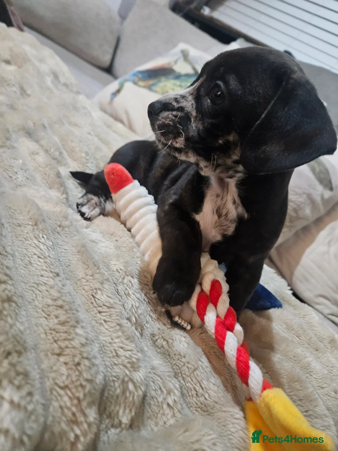 Mixed Breed dogs for sale: French wheener - Advert 2