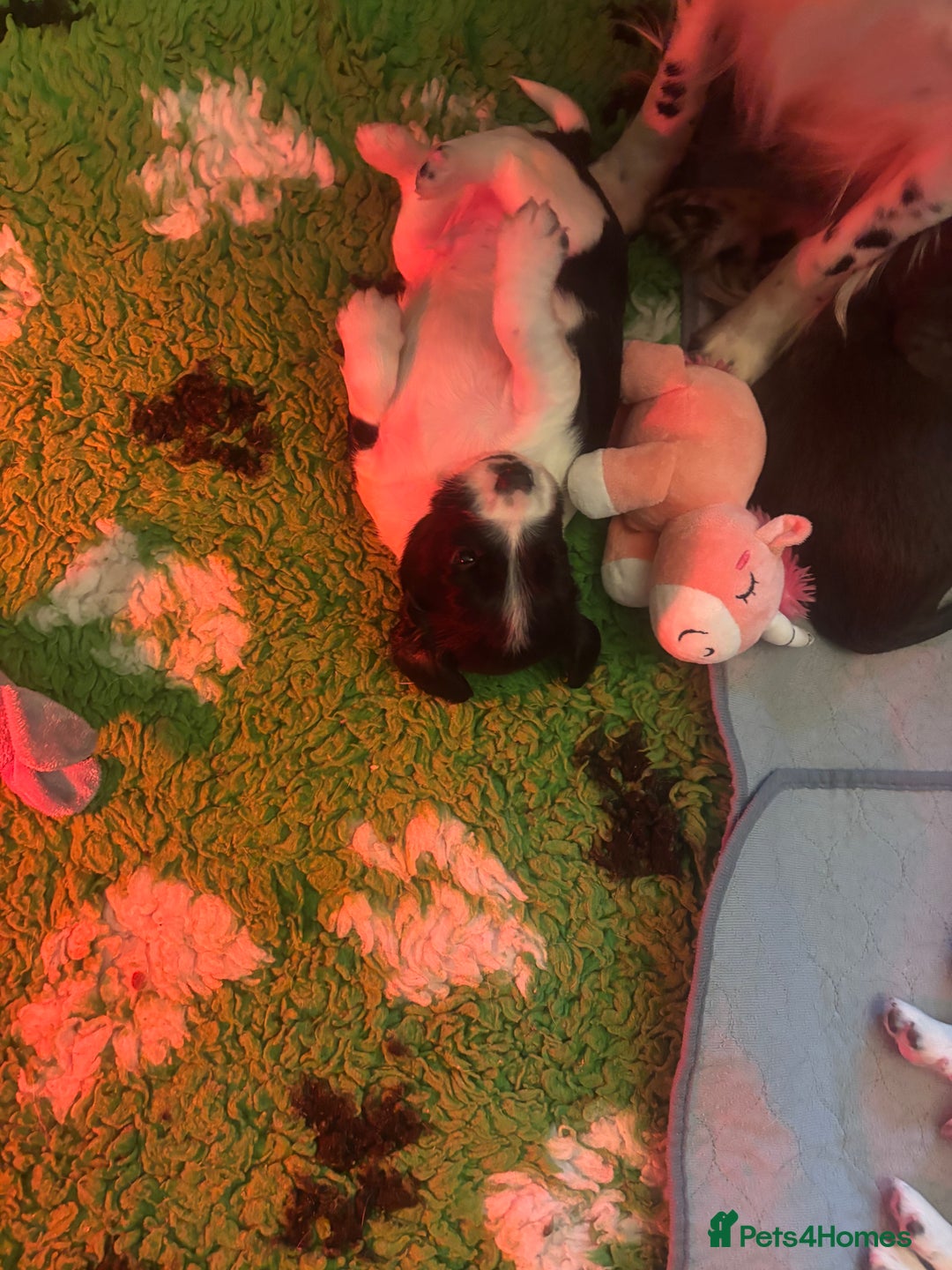 Sprocker dogs for sale: VET CHECKED HEALTHY AND READY TO LEAVE  - Advert 18