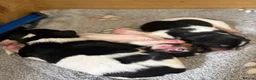 Jack Russell dogs for sale: 2 Gorgeous male Jackrussel  puppies for sale  in Wigton - Advert 5