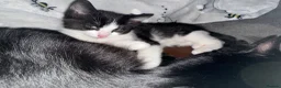 Mixed Breed cats for sale: Adorable kittens needing loving forever homes 🐾 - Advert 7
