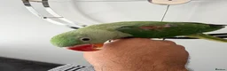 Parrots birds for sale: Beautiful Young Alexandrian Parrot – With Cage - Advert 8