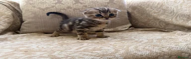 Scottish Fold 2