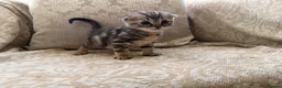 Scottish Fold cats for sale: 4 Scottish fold x Scottish straight  in Northampton - Advert 8