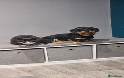 Mixed Breed cats for sale: 1 year old kitten - Advert 2