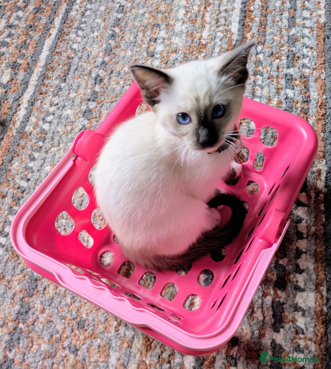 Ragamese cats for sale: 💎 🐾 🧡 Female Ragamese Kitten 🧡 🐾 💎 - Image 10