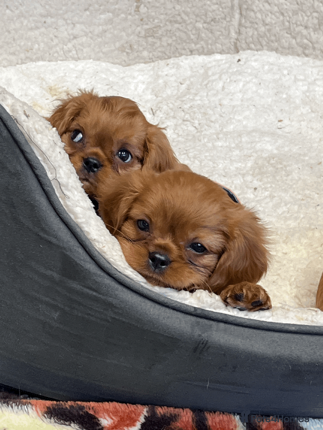 Cavalier King Charles Spaniel dogs for sale: Ruby Red Cavalier puppies ready for new homes ❤️ - Image 11