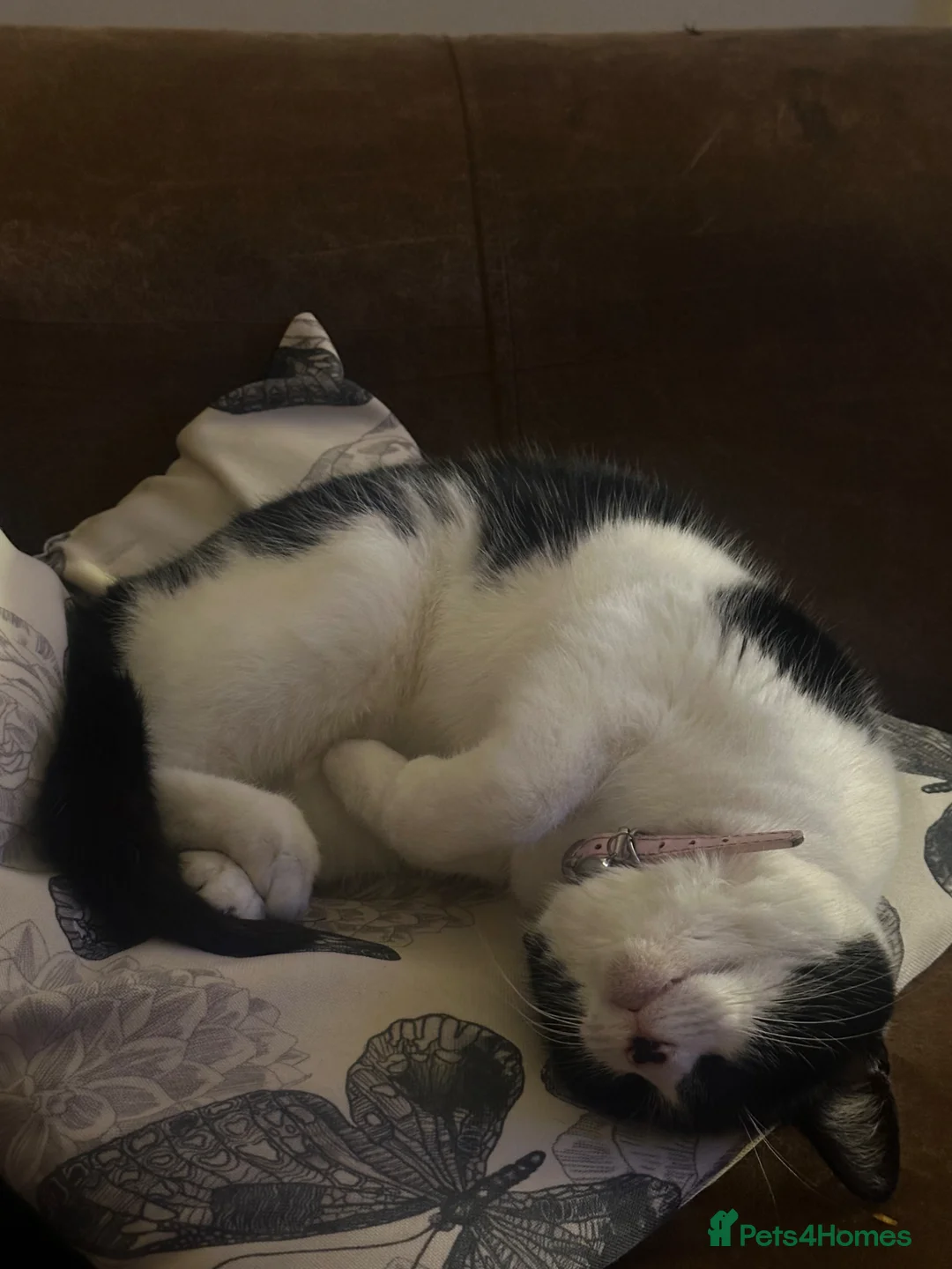 British Longhair cats for sale: Black and white female cat  - Advert 9