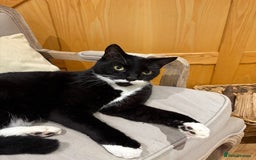 Mixed Breed cats for sale: Ralph - Image 4
