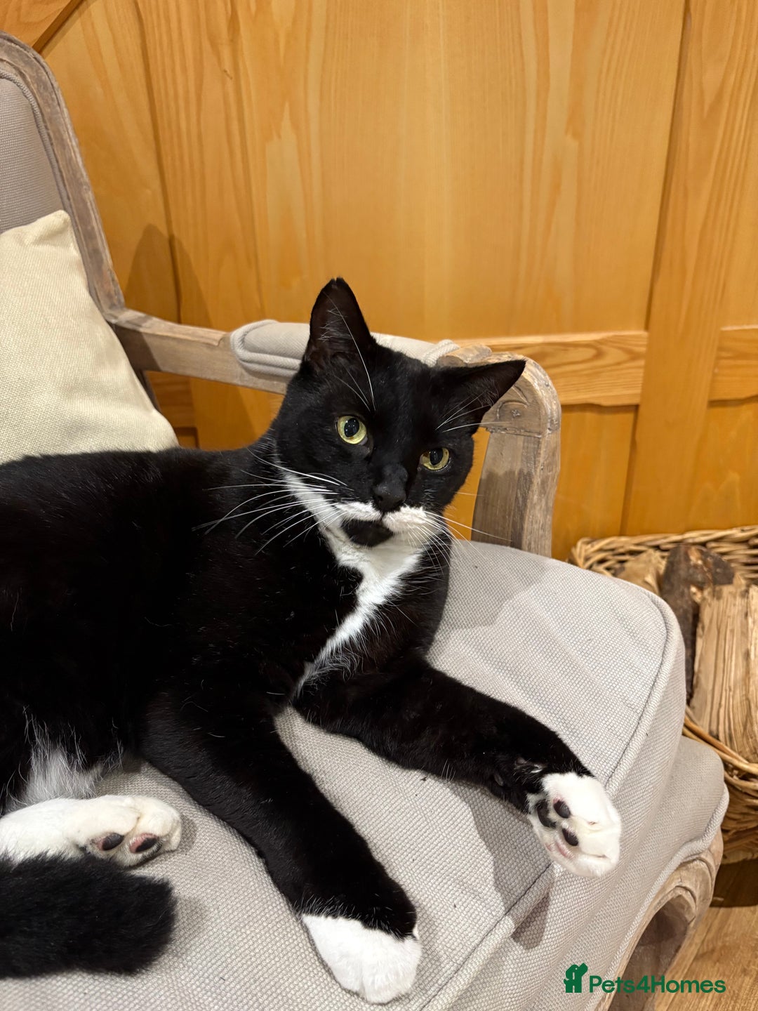 Mixed Breed cats for sale: Ralph - Image 4