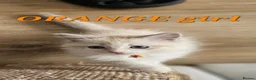 Ragdoll cats for sale: Friendly and playfull Ragdoll x  - Advert 34