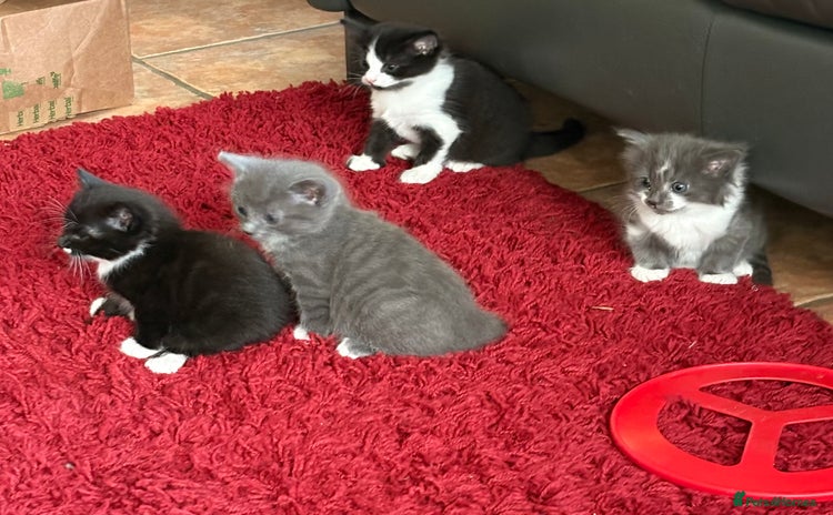 Mixed Breed cats - Advert 1