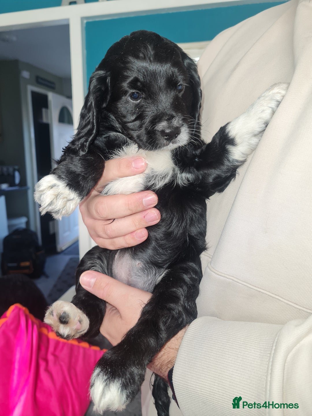 Cockapoo dogs for sale: Stunning F2 cockapoo puppies  - Image 20