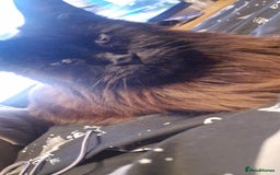 Maine Coon cats for sale: GCCF MALE MAINE COON in Sunderland - Image 1