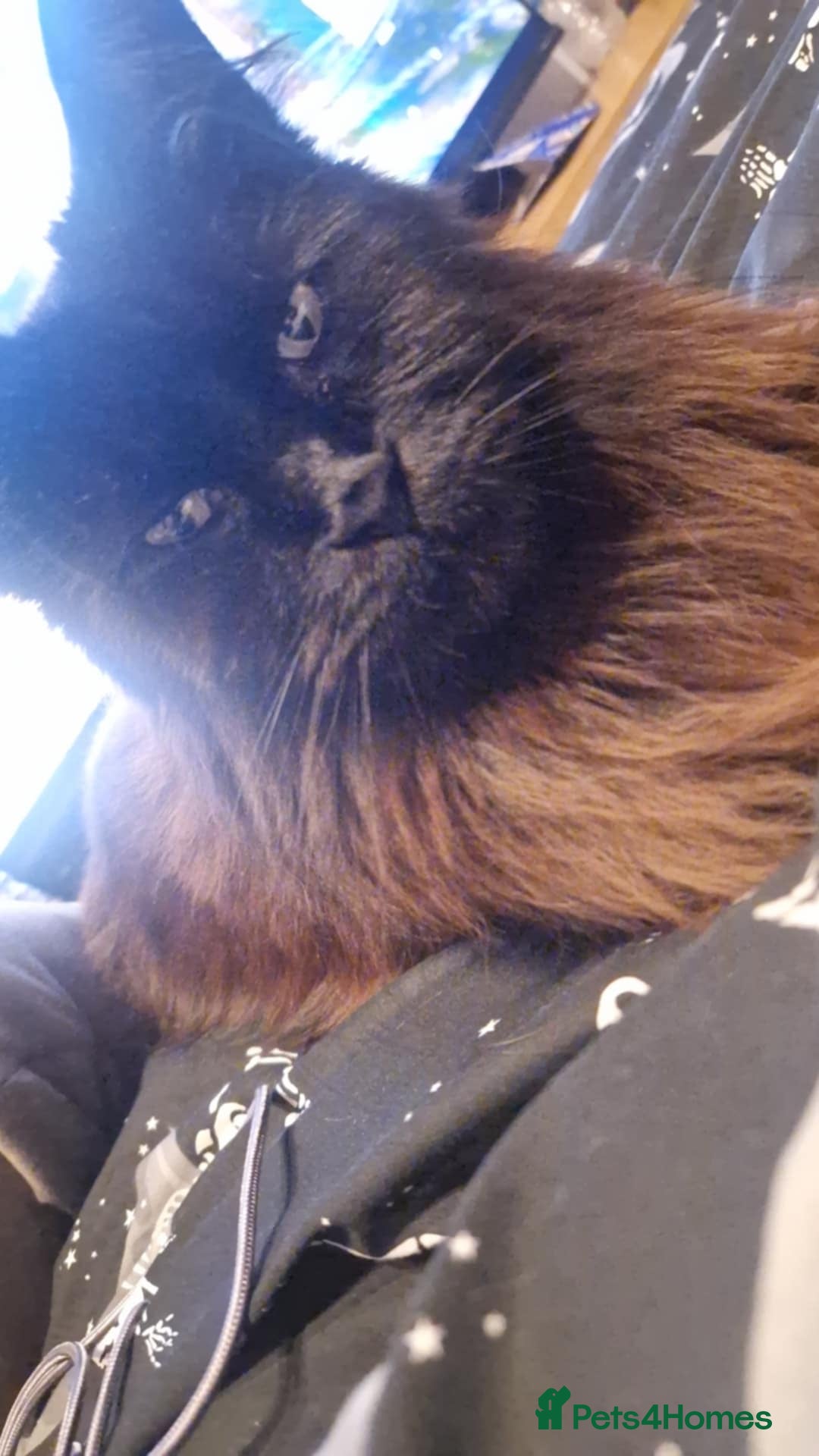 Maine Coon cats for sale: GCCF MALE MAINE COON in Sunderland - Image 1