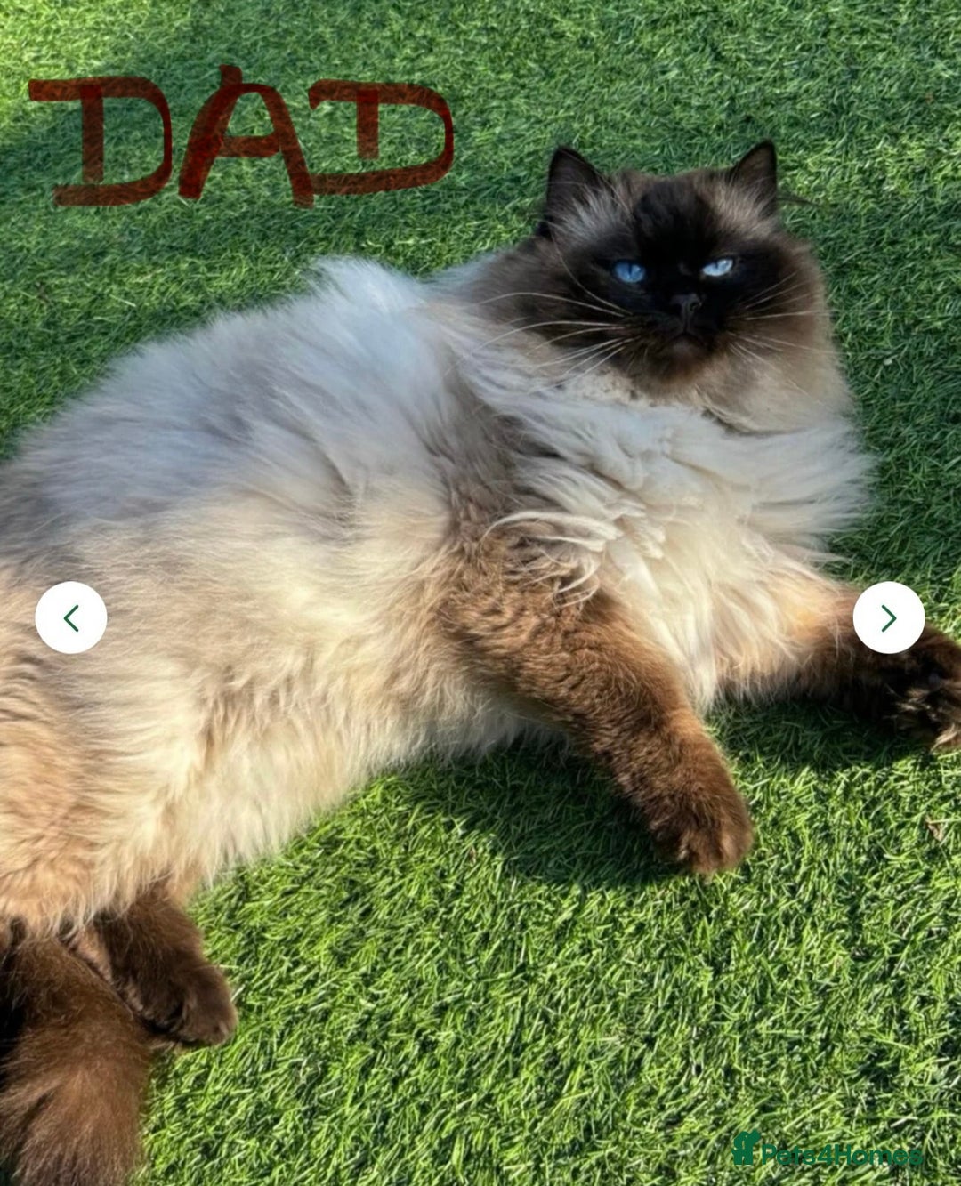 Ragdoll cats for sale: Ragdoll kittens blue point and seal point  - Advert 3