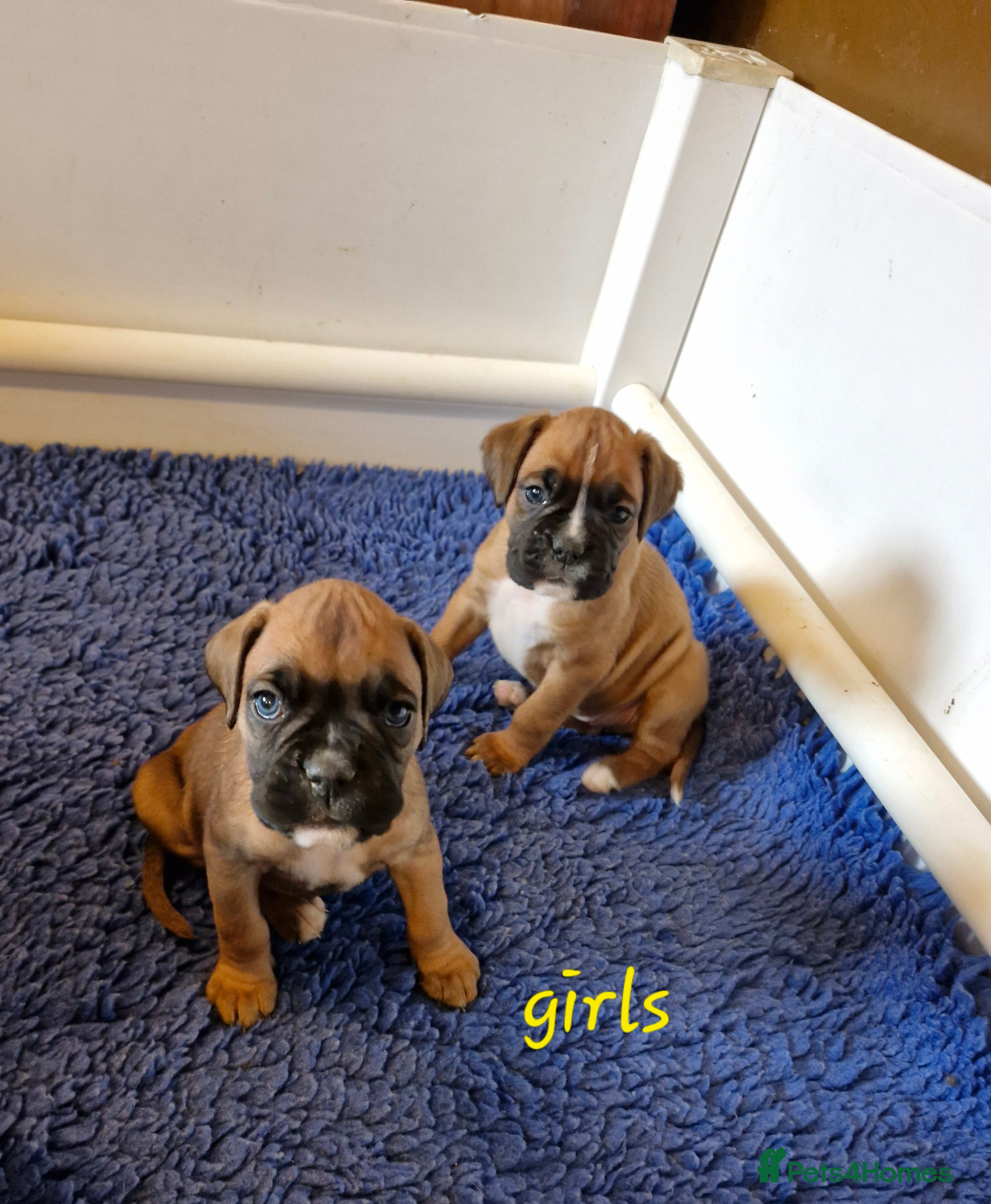 Boxer dogs STUNNING GORGEOUS KC PUPPIES  - Advert 2