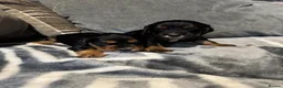 Cocker Spaniel dogs for sale: Beautiful Little of cocker spaniel puppies  - Advert 7