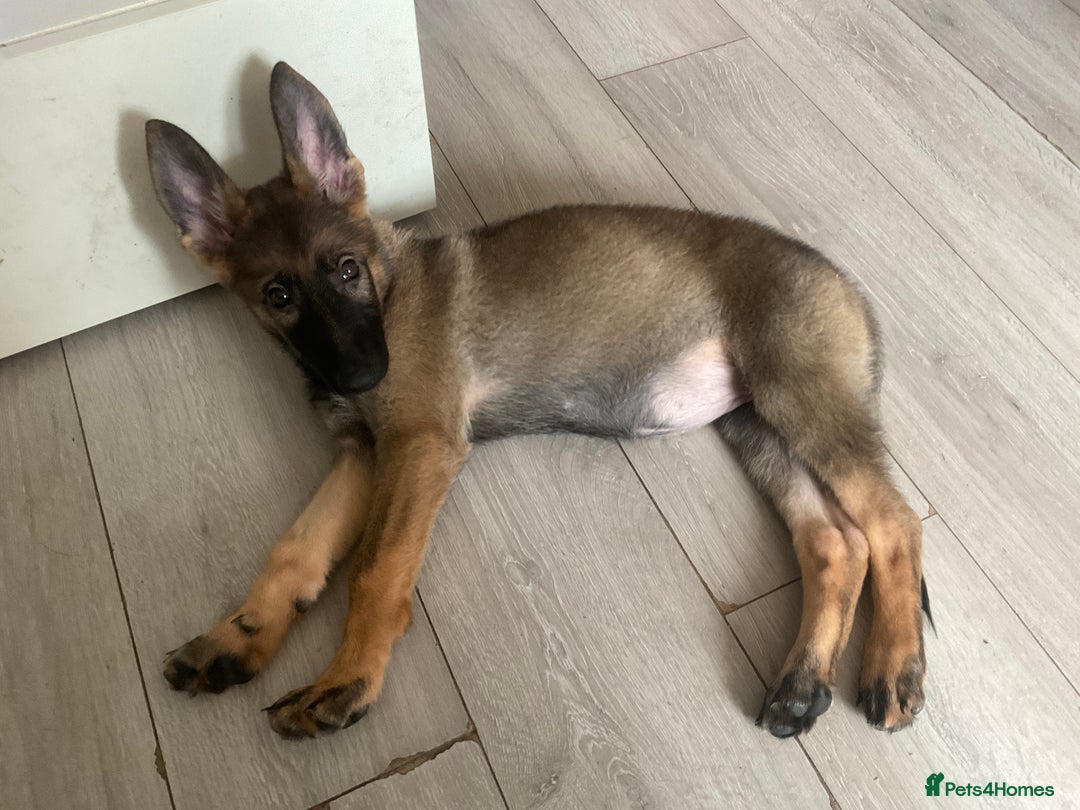 German Shepherd dogs for sale: Czech German Shepherd KC Registered puppies - Image 24