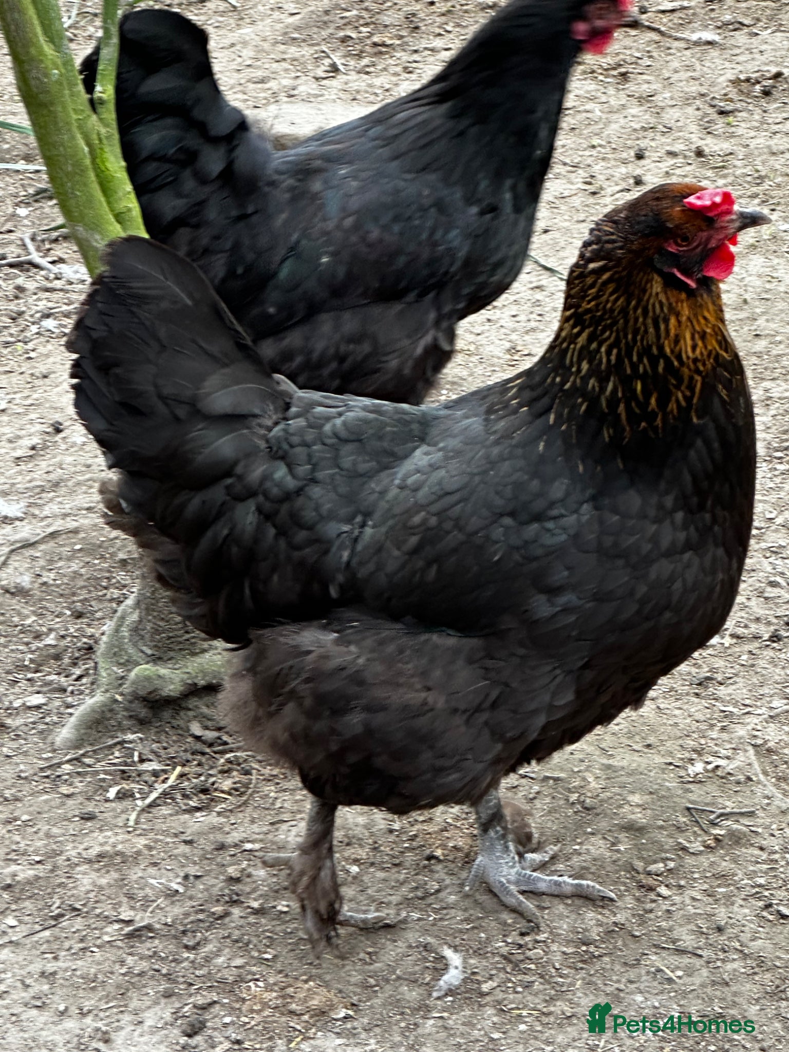 Chickens poultry Chicks, chickens, hatching eggs silkies Aracuanas - Advert 2